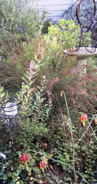 Summer columbine, douglas spiraea, blue rush, toyon, silver bush lupine, checker bloom, olive, black sage