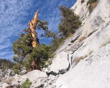 Old juniper tree on the ledge route